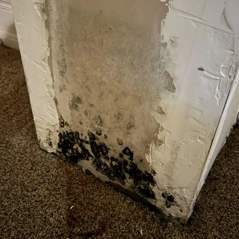 Professional Mold Removal in Caledonia, NY